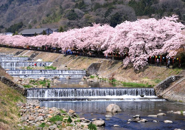 宮城野早川堤